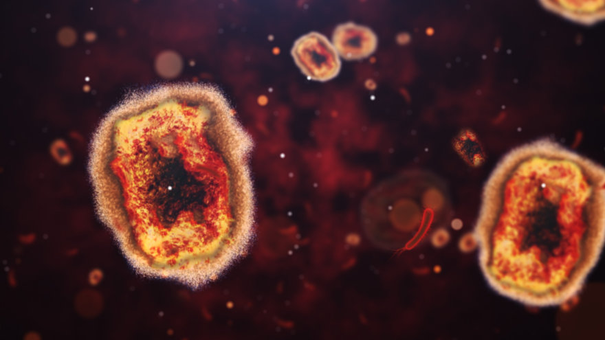 A graphic image of a red and orange virus cells.