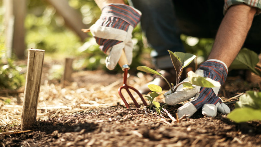A close-up shot of someone wearing gardening gloves with a gardening hoe planting a small green plant.