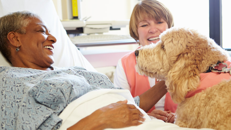 A volunteer bringing a dog to visit and lift the spirits of a patient in bed.