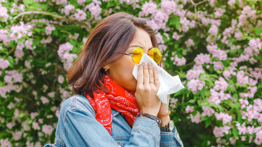Young Asian woman blowing her nose with tissue in front of a hedge wall of pink, vigorously blooming flowers.
