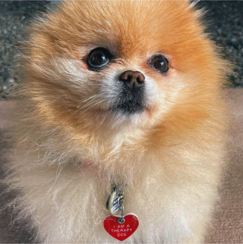 Upclose shot of Mandy, a light orange Pomeranian appearing dog who is a certified pet therapy dog. Mandy wears a red, heart-shaped tag on her collar that reads: I am a therapy dog.