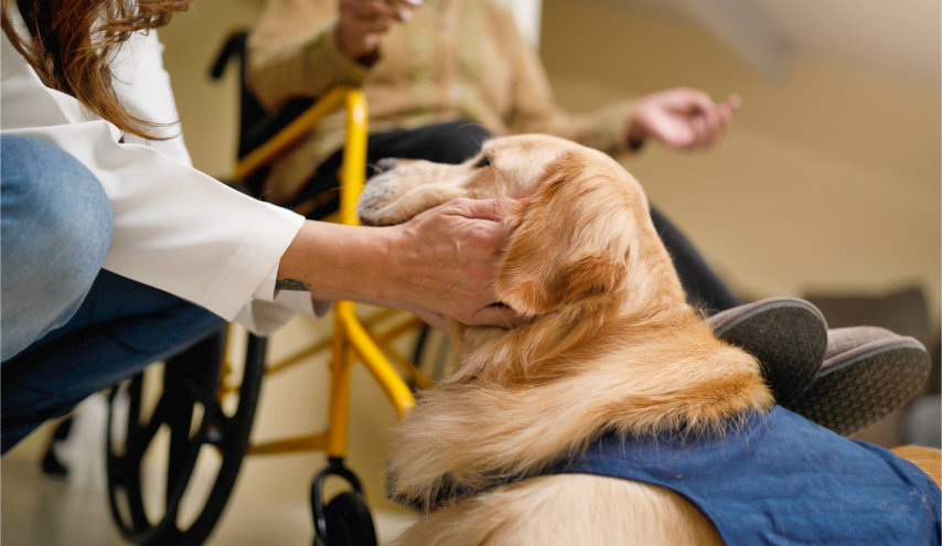An obscured woman is crouching down to cradle the underside of a golden retriever's face. The dog is wearing a vest marking him as a therapy dog. A person in a wheelchair can be seen in the background, elatedly waiting for their time with the dog.