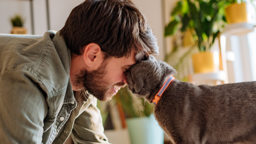 Man who appears to be in his 30s, crouching on the floor of his home to be eye-level with his grey short-hair cat. The man is smiling as his grey cat headbutts his nose in a sign of affection, obscuring most of the man's face.