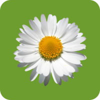 Light green background with a cutout image of a daisy. Click this image to download the nomination form.