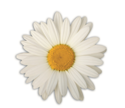 The DAISY award honors nurses for their compassionate care.